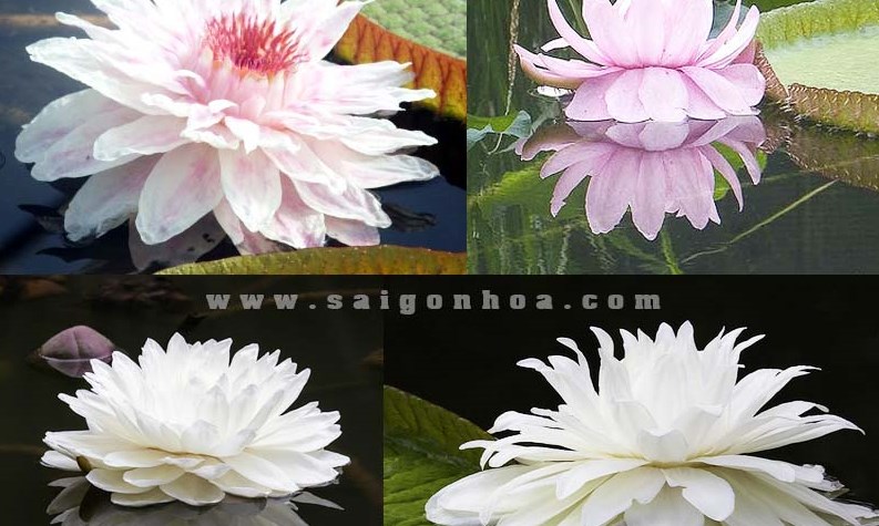 10 câu hỏi trắc nghiệm với tranh dành cho cả gia đình bằng tiếng Anh Phần 8 - Chủ đề Hoa